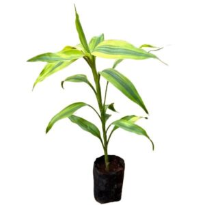 Lucky Bamboo
