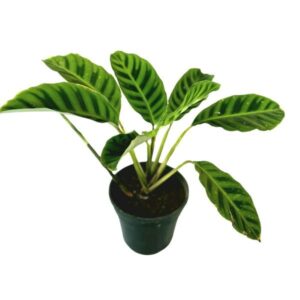 Calathea Zebrina