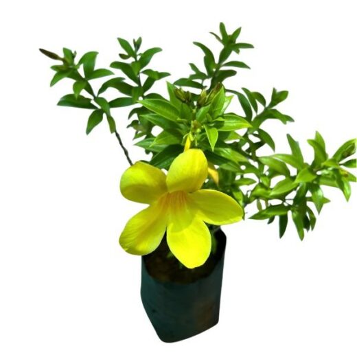 Alamenda Yellow (Dwarf)