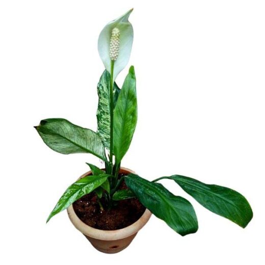 Peace Lily