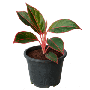 Lipstick Aglaonema
