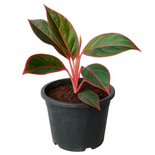 Lipstick Aglaonema