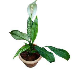 Peace Lily