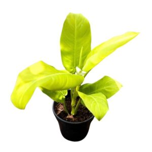 Golden Money Plant