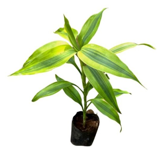 Lucky Bamboo