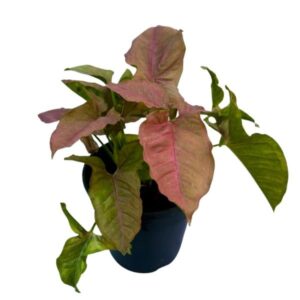Syngonium Pink