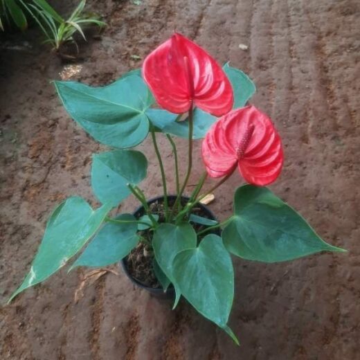 Anthurium Red Plant