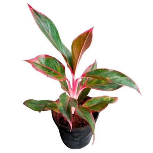 Lipstick Aglaonema