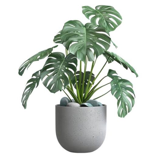 Trending Plants