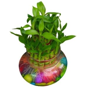 Lucky Bamboo