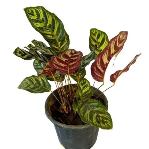 Peacock Plant (Calathea makoyana)