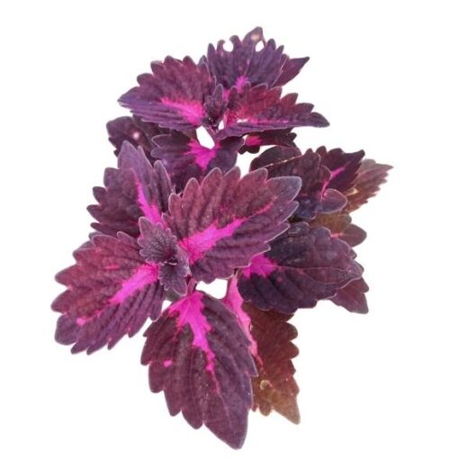 Coleous Plant