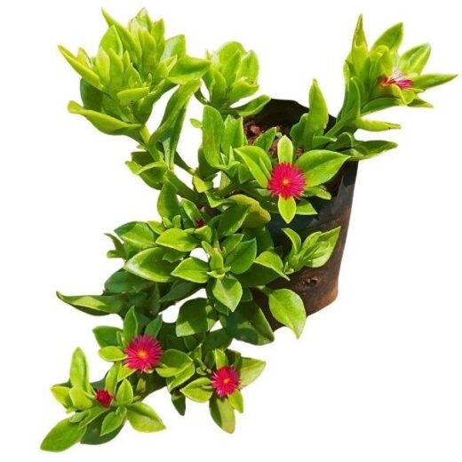 Baby Sun Rose (Aptenia cordifolia)