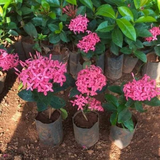 Ixora Plant (Pink)