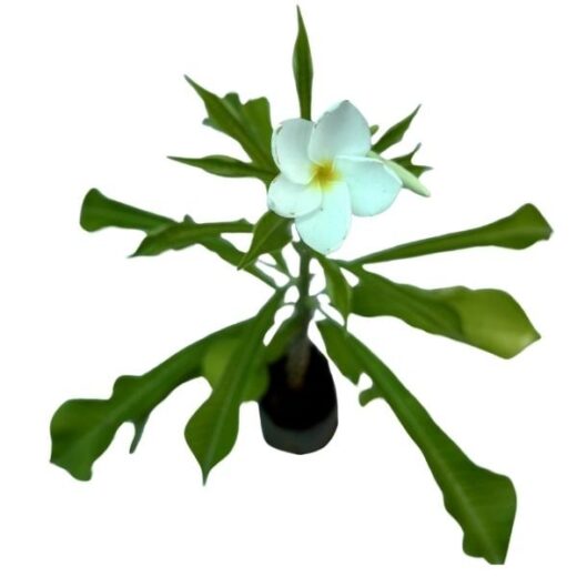 Kanak Champa Plant