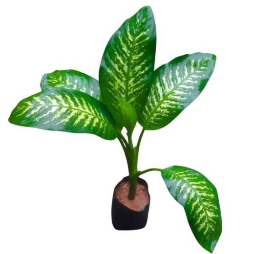 Dieffenbachia