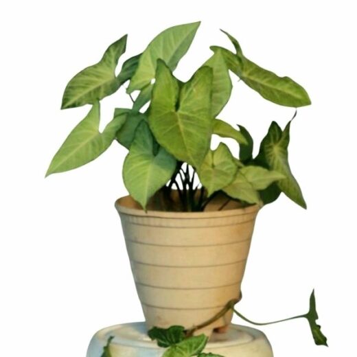 Syngonium Plant (Green)