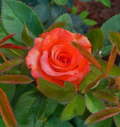 Dutch Rose – Orange Rose Plant (Hybrid Rose)