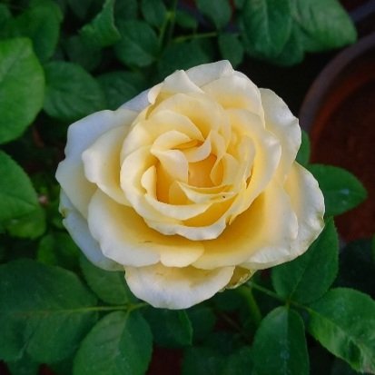 White-Yellow Shade Rose Plant (Bicolor Hybrid Rose)