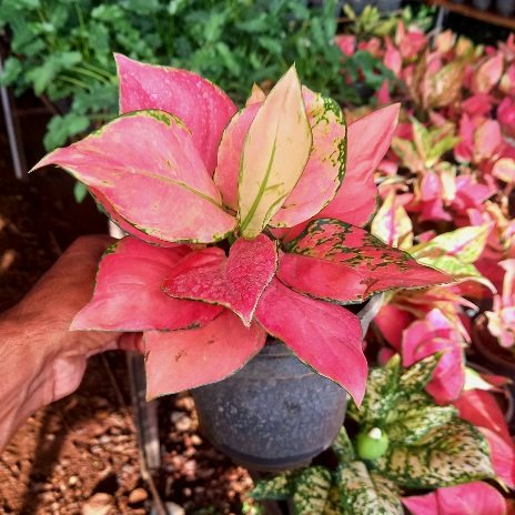 Aglonema Pink