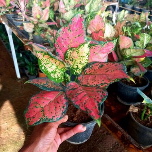 Aglonema