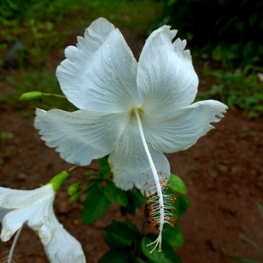 White Hybiscuss Plant