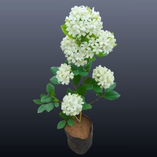Mini Madhukamini Plant (Miniature Murraya / Dwarf Orange Jasmine)