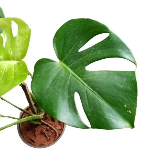 Monstera Deliciosa