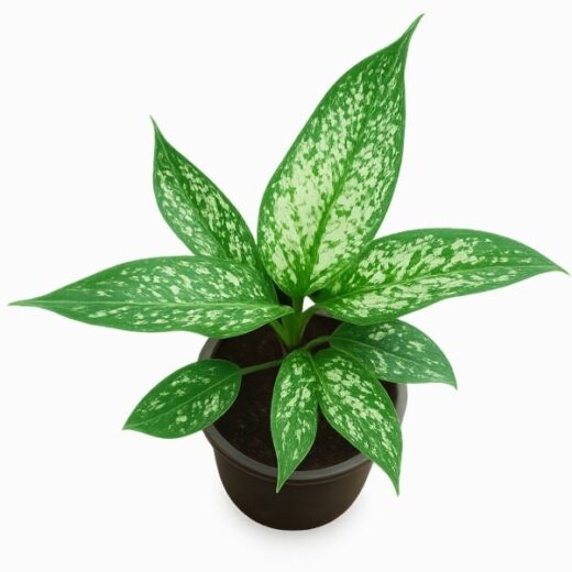 Aglaonema Snow White Plant / Chinese Evergreen Plant