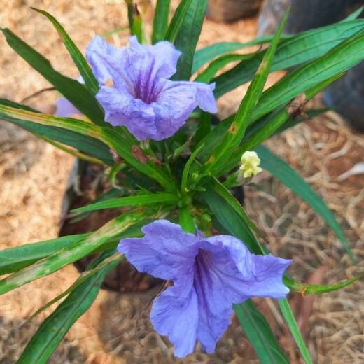 Mexican Petunia (Ruellia)