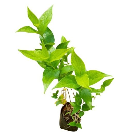 Parijat Plant