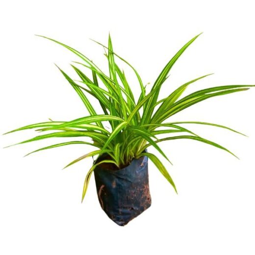 Pandanus Variegated Plant