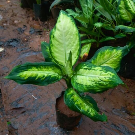 Dieffenbachia Camilla Plant