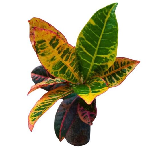 Petra Croton Plant