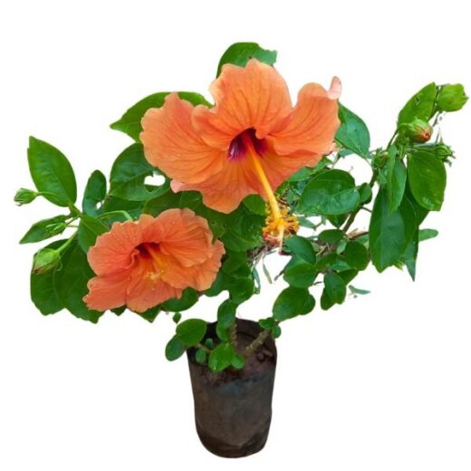 Orange Hibiscus Plant