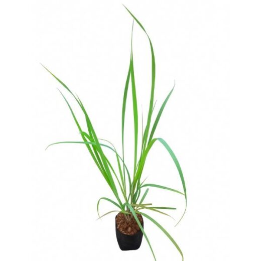 Lemongrass Plant
