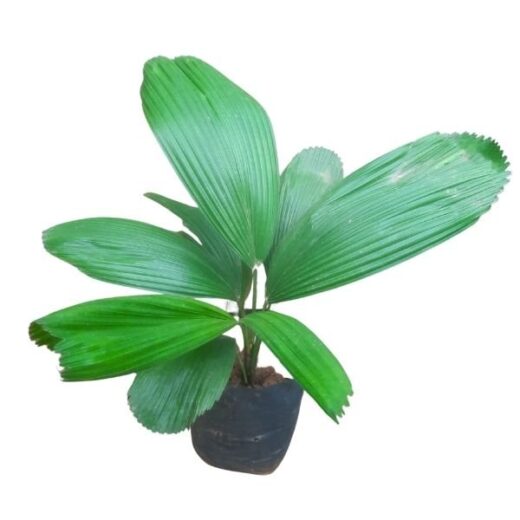 Table Palm Plant (Chamaedorea elegans / Parlour Palm)