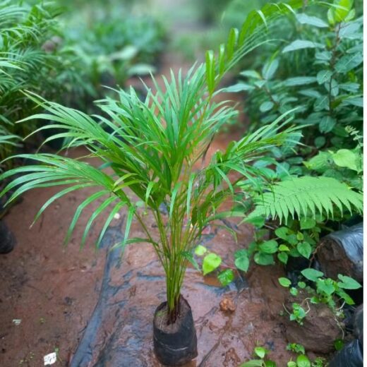 Areca Palm