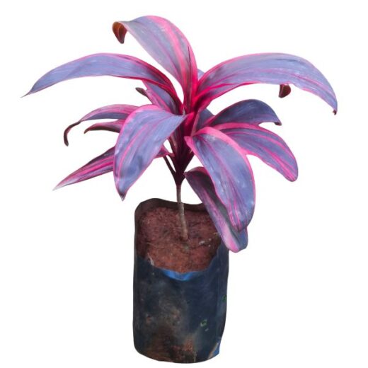 Dracena cordiline