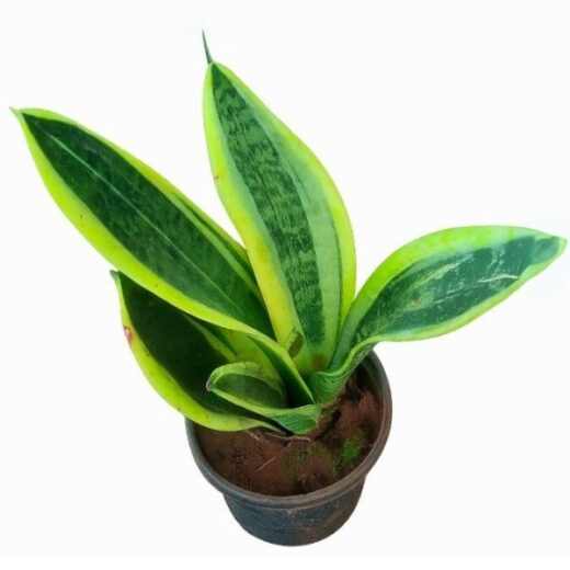 Snack Plant Mini/Dwarf ( Sensevieria )