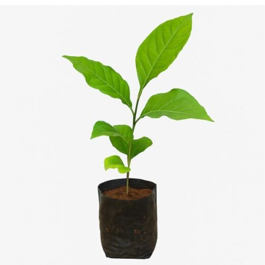 Bel Patra Plant (Aegle marmelos)