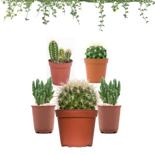Cactus Plants