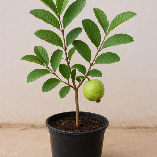 Grafted Guava Plant