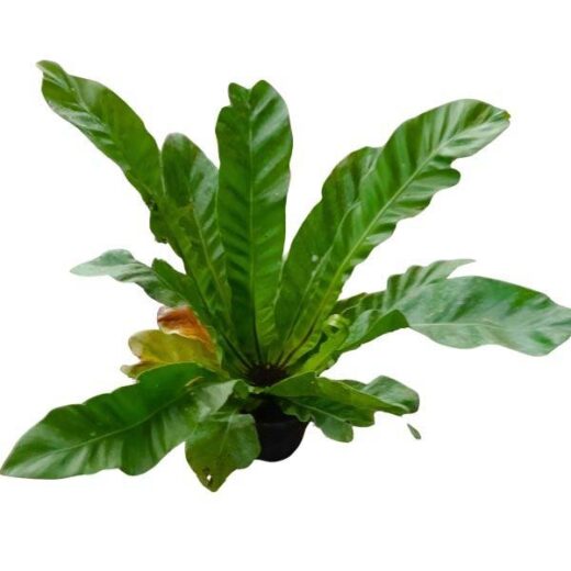 Bird Nest Fern (Asplenium nidus)