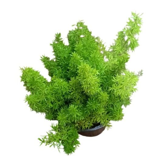 Asparagus Meyeri / Foxtail Fern / Asparagus Merry Plant