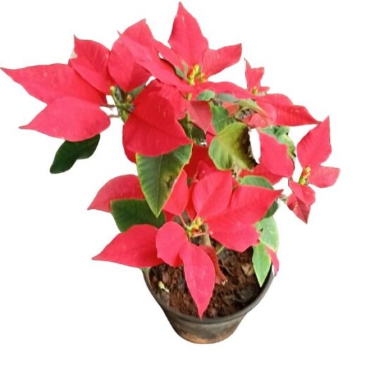 Poinsettia Pink