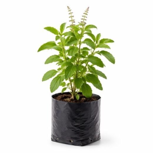 Tulsi Plant