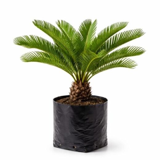 Cycas Revoluta Live Plant
