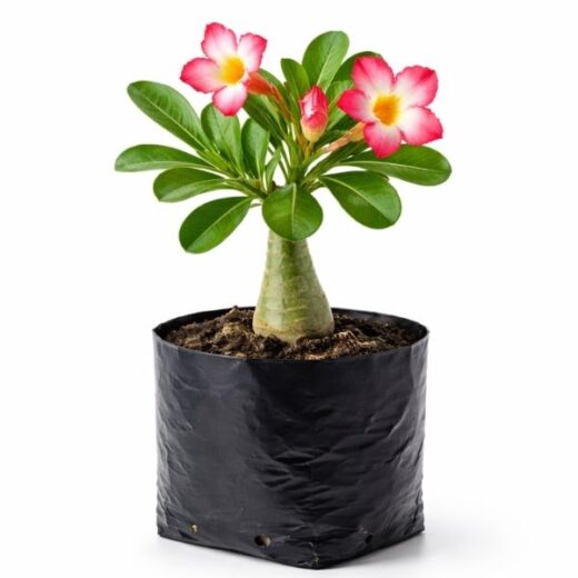 Adenium (Desert Rose) - Seed Grown / Non-Grafted Plant